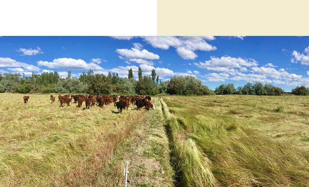 Close up on the roots